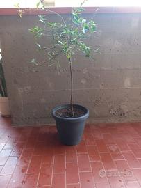 Albero di Limone  Caviale 