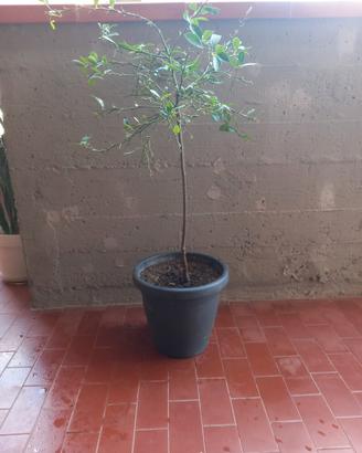 Albero di Limone  Caviale colo