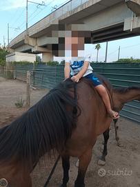 Cavalla