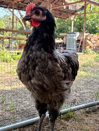 Galli