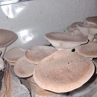 Funghi cardoncelli autoprodotti
