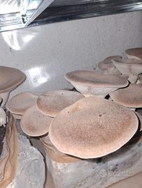 Funghi cardoncelli autoprodotti