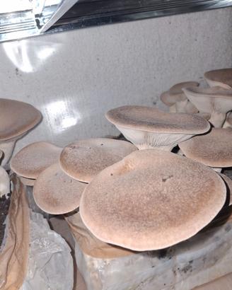 Funghi cardoncelli autoprodotti