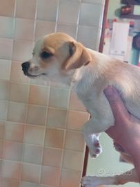 Chihuahua femmina di 5 mesi con pedigree