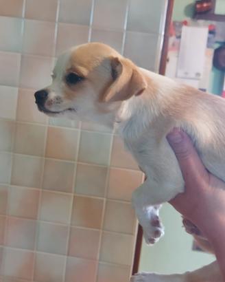 Chihuahua femmina di 5 mesi con pedigree