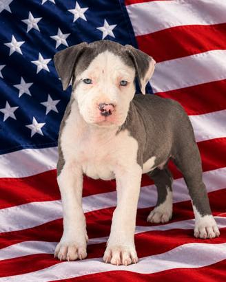 Cuccioli Pitbull