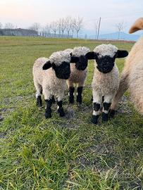 Pecore Naso Nero del Vallese