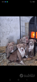 Cuccioli american bully xl