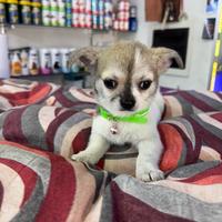 Cuccioli di Chiwawa mini