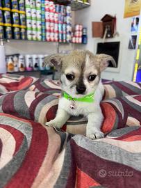 Cuccioli di Chiwawa mini