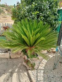 cycas