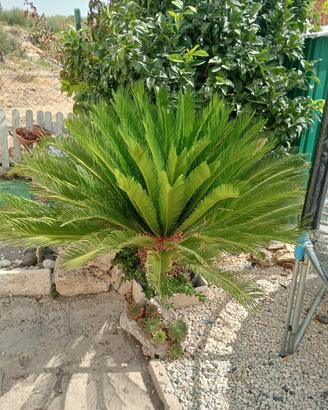 cycas