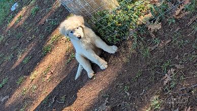 Cuccioli pastore maremmano abruzzese