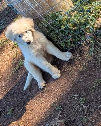 Cuccioli pastore maremmano abruzzese