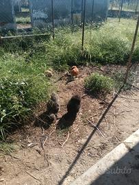 Gallo cocincina, galline e galli Moroseta 