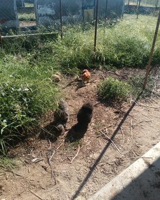 Gallo cocincina, galline e galli Moroseta 
