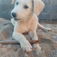 Cuccioli 4 mesi taglia media