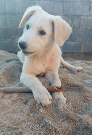 Cuccioli 4 mesi taglia media