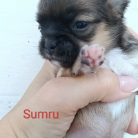 Maschietti e femmine chihuahua