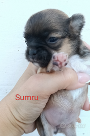 Maschietti e femmine chihuahua