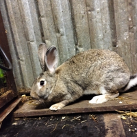 Coniglia gravida