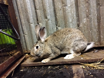 Coniglia gravida