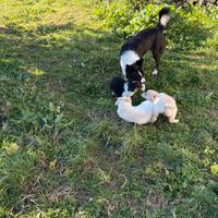 Cuccioli di Border Collie