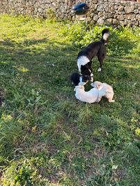 Cuccioli di Border Collie