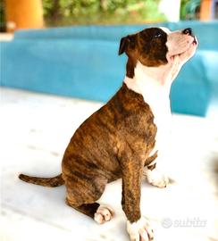Cuccioli di Amstaff