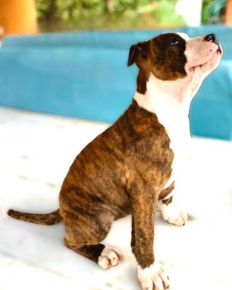 Cuccioli di Amstaff