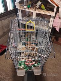 gabbia pappagalli