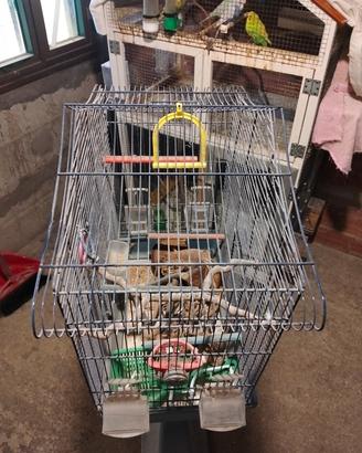 gabbia pappagalli