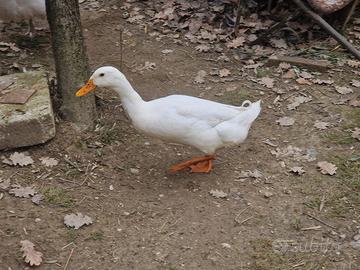 Anatra mix corritrice indiana