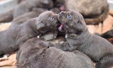 Cuccioli di Cane Corso disponibili