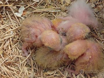 Pulli di inseparabili roseicollis