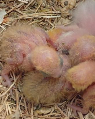 Pulli di inseparabili roseicollis