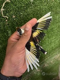 Cardellina