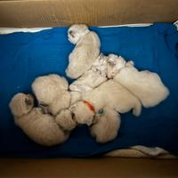 Gatti siberiani ipoallergenici