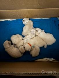 Gatti siberiani ipoallergenici