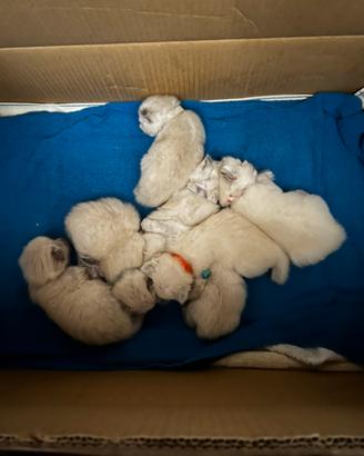 Gatti siberiani ipoallergenici