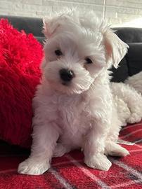 Cucciolo di Maltese toy