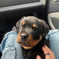Cucciolo di rottweiler puro
