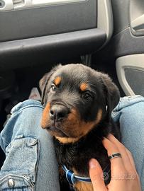 Cucciolo di rottweiler puro
