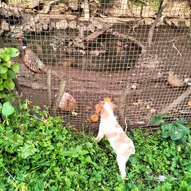 Cucciolo maschio Breton