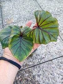 colocasia Pharaohs masks 
