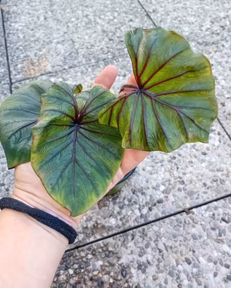 colocasia Pharaohs masks 