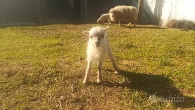 Pecore nane di Ouessant