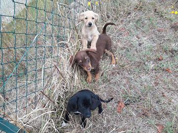 Cuccioli abbandonati 