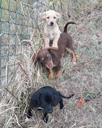 Cuccioli abbandonati 