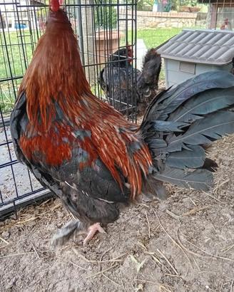 Gallo Marans